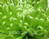 Fresh Lime Green Chartreuse Mum  Macro Close up Flower Fine Art Photography  / 8x10 Giclee Archival Reproduction Print
