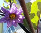 Home-Grown Vegetable Eggplant Flower 8x10 Photography