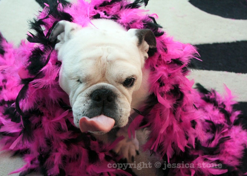 Silly English Bulldog Wearing a Boa Photo - Pet Portrait - Fine Art Photo - Piper Stone - 5x7