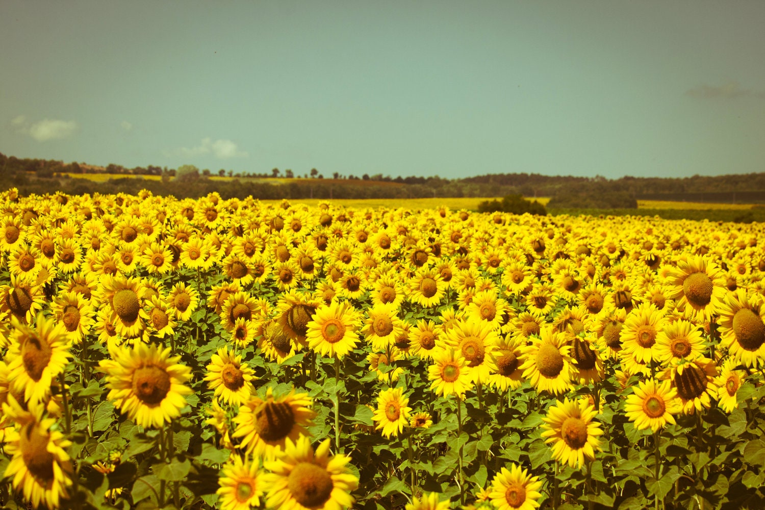 Sunflower Field Photography, Summer Photography, Nature Photograph on Canvas or Photo Paper 8x10 or 8x12 harvest