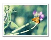 Flower Fine Art Photography, Green mint orange and purple, Butterfly Moth on Pink flower, Canvas or Photo Paper Fine Art Macro Closeup 5x7