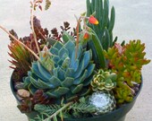 SUCCULENT plants, Succulent Wedding, Succulent DIY, Home Decor