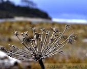 Dried Flower from the coast of Oregon. - RubenAlexander
