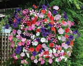 Petunia Mix, 25 Seeds, Attracts Butterflies, Container Gardening, Great for any Landscape, Cheapseeds