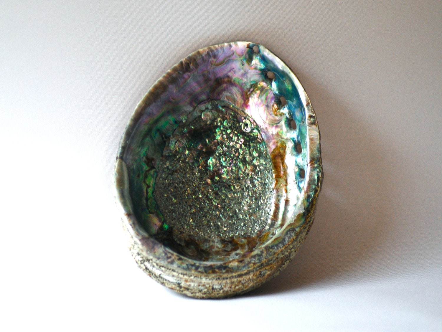 Paua Shell complete shell from New Zealand bathroom or collectable