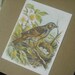 Vintage Bird Mini Cards (Set of 4)