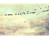8X12 or A4. Birds photography