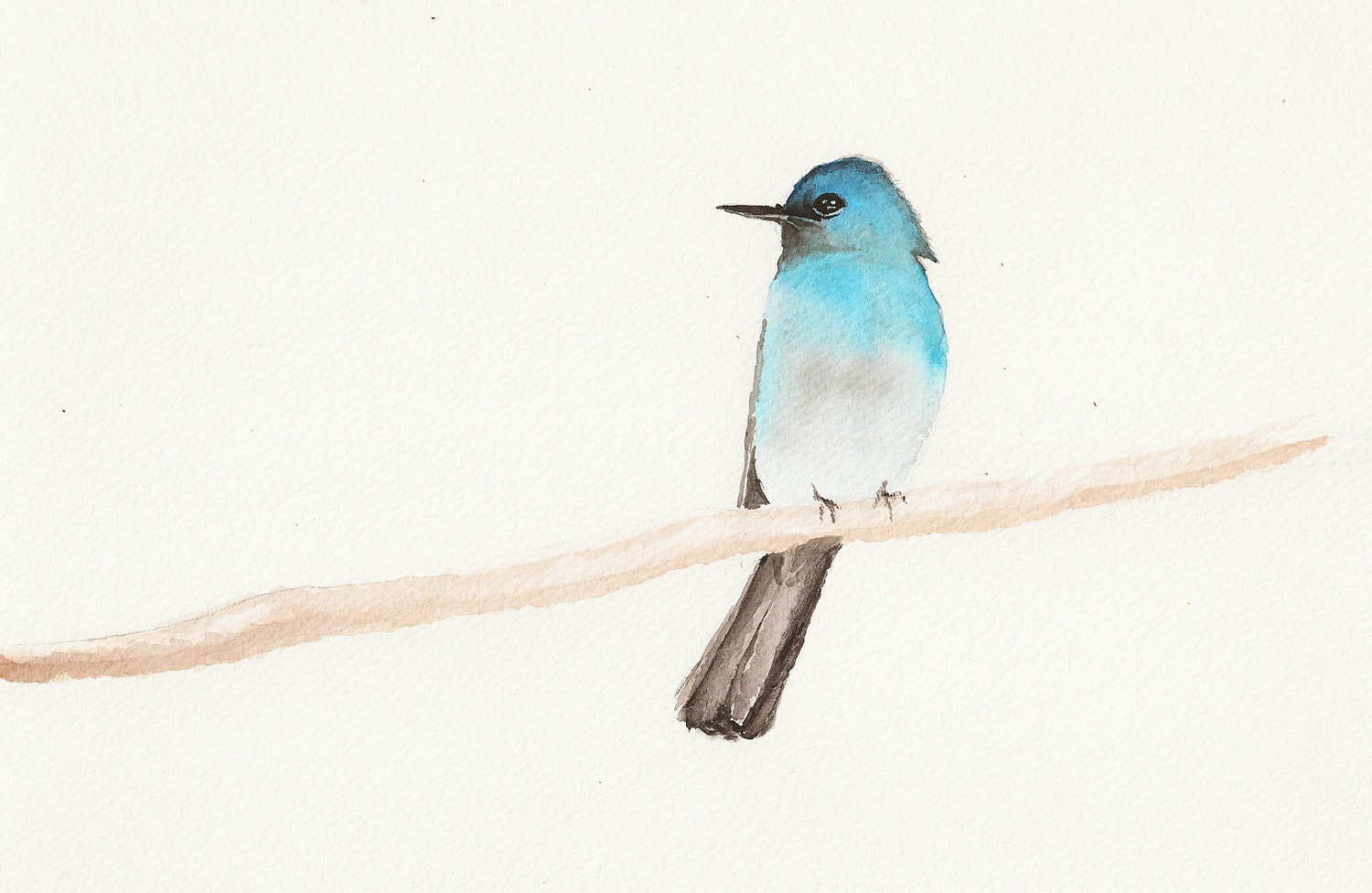 Pale Blue-Flycatcher Original watercolor painting - MidoriAiStudio