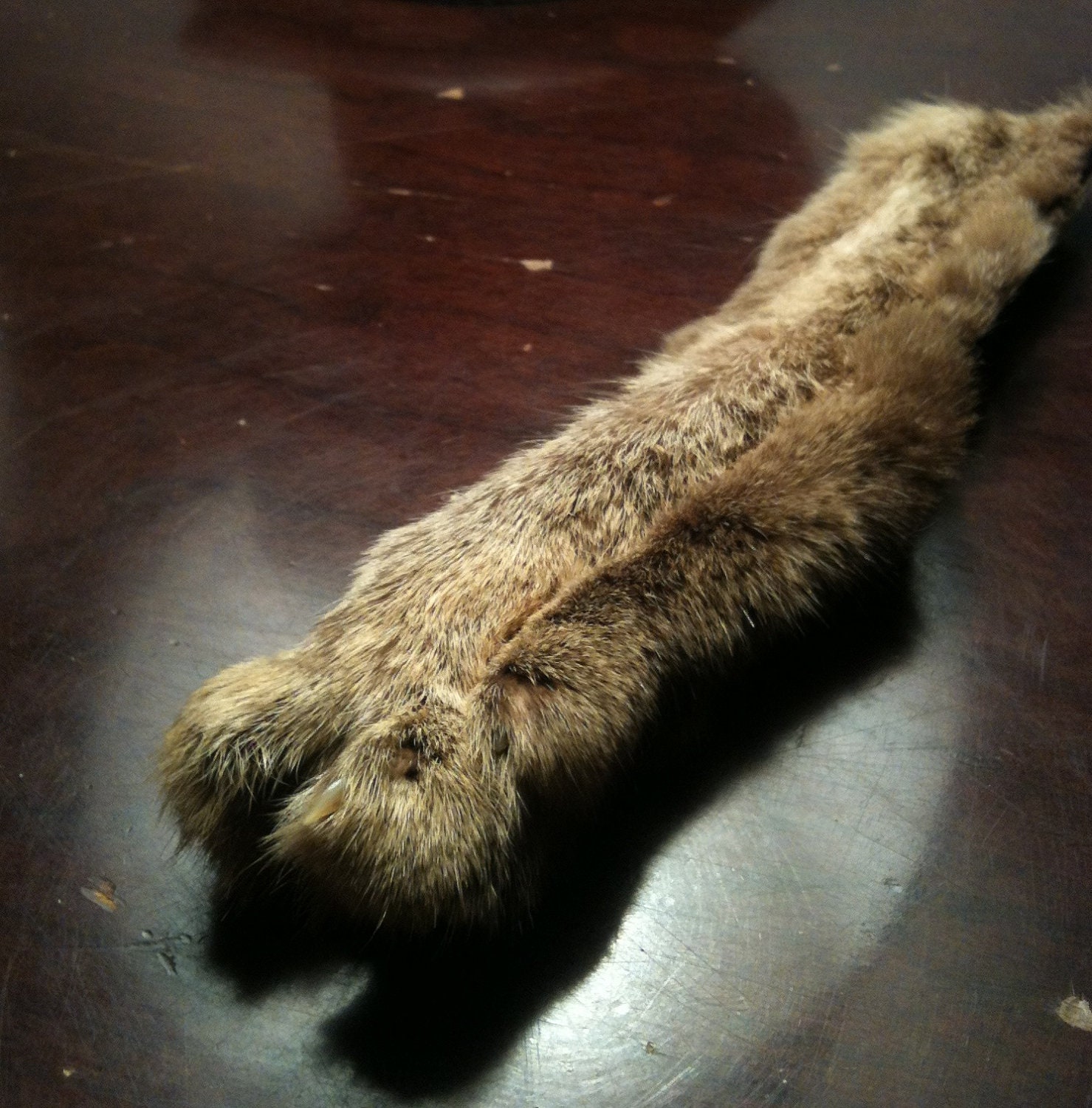 Bobcat Paw Bookmark - Taxidermy Specimen Craft