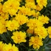 Organic Coreopsis Seeds