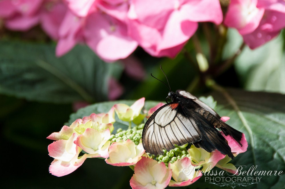 Photographic Print "Great Mormon Butterfly"