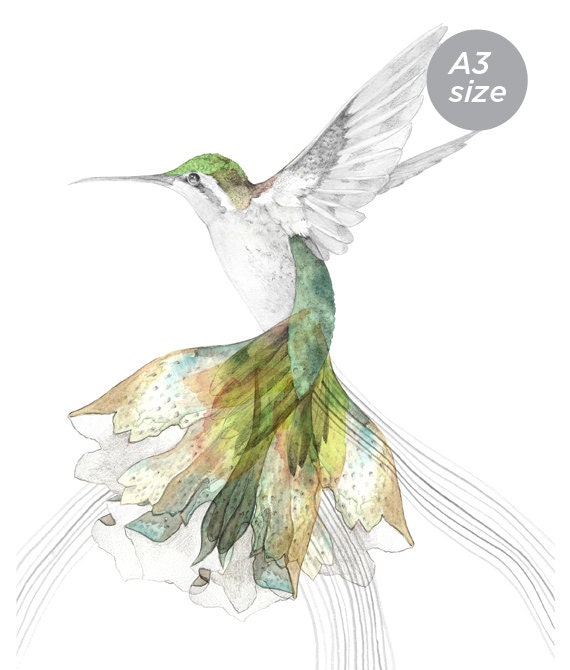 Bec's Hummingbird A3 SIZE