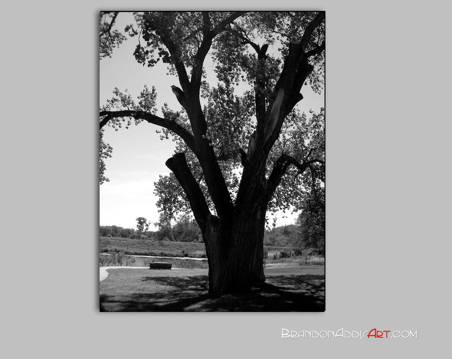 Infinite Wisdom Fine Art Photography Ready to Frame or Customize Wall Decor