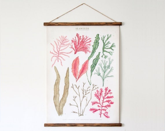 Seaweeds canvas poster - vintage educational chart illustration ALP2001
