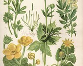 Vintage Botanical Print Antique FLOWERS, plant print botanical print, bookplate 5 art print, yellow plants plant wall