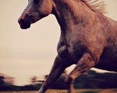Horse Photo, Running Horse, Palomino, Equine, 8x10 Horse Print, 'High Feather (Portrait)'