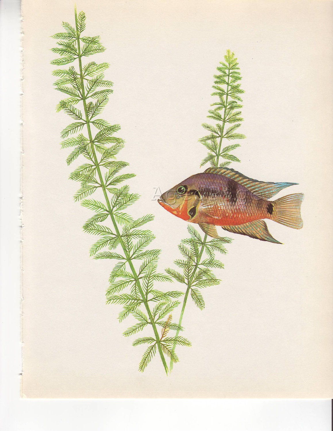 Vintage Fish Art Print, Natural History, Nautical Theme Book Art Illustration, Fire-mouth Cichlid, Red-breasted Chichlid