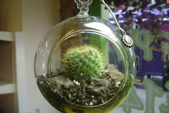 Hanging Cactus Terrarium by GracieBellasBoutique on Etsy