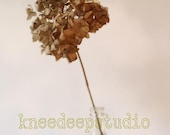 Rustic Romance photograph 8x10 flower fine art print farmhouse decor vintage look wall decor