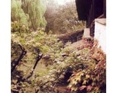 Chinese garden Photo, Fall, autumn, country chic, 8"x10", Suzhou, dreamy soft pastel, foliage, Willow tree, Wall decor