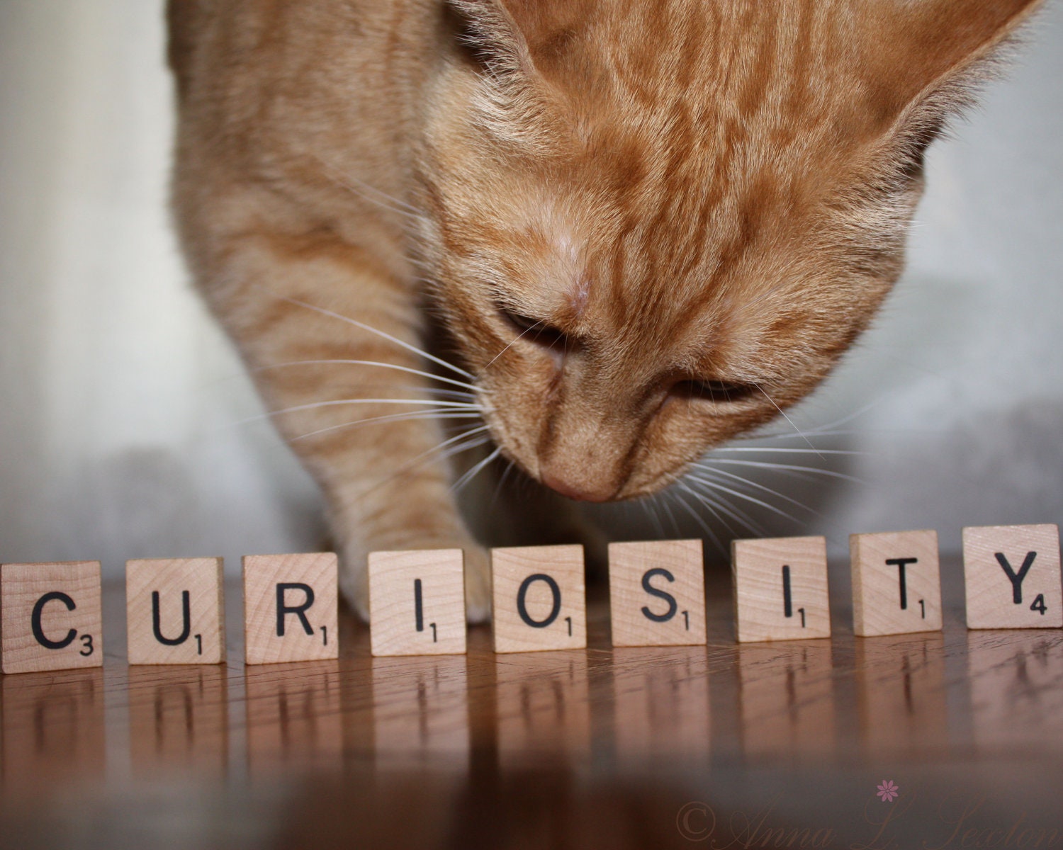 Curiosity 8x10 Signed Fine Art Photography Print- Orange tiger cat photograph-  wall art- home decor