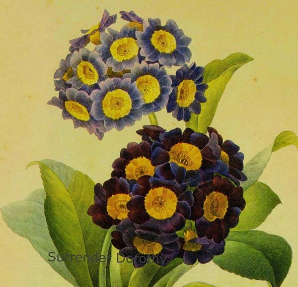 Primrose Oreilla d'Ours Primula pubescens Vintage Botanical Illustration Wildflowers Redoute Print To Frame 73
