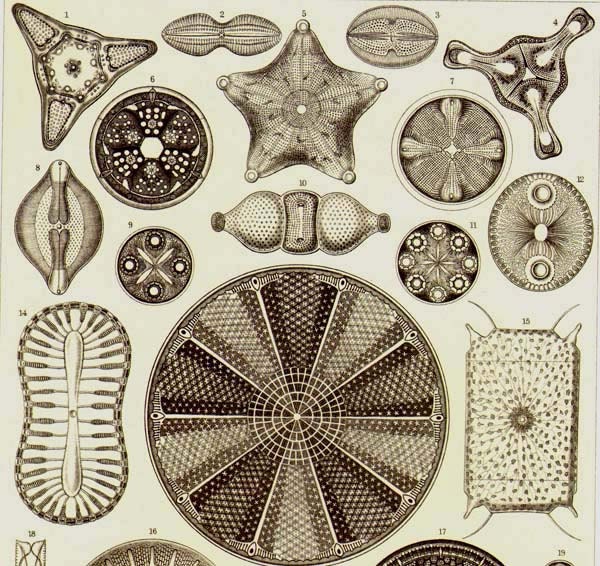 Diatoms Haeckel Microbiology Print Natural History Oceanography Victorian Scientific Lithograph To Frame
