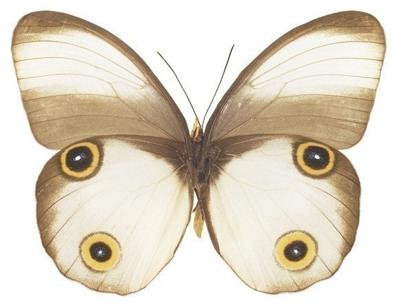 White Moth Vinyl Decal 3 inch wide