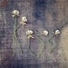 Abstract Fine Art Photograph, Clover Wildflowers Spell Kiss,  Raw, Rustic, Wood Grain, Wedding, Love, Romance, Intimacy, Square 8x8 Print