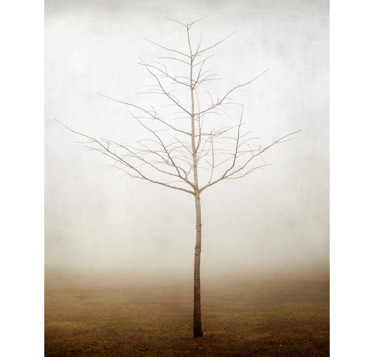 Minimal Landscape Photography, Spring Fog, Simple Lone Tree Print, Muted Brown Beige White, Branches, Photograph - Not Far From the Tree