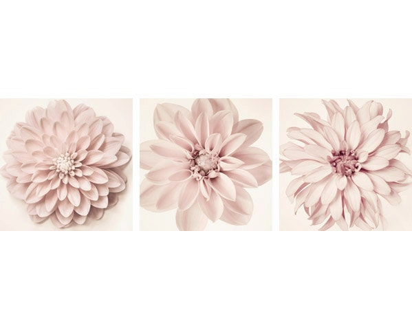 12x12 Dahlia Flower Photographs, Flower Photos, Dahlia Wall Art, Large Print Set, Minimalist Art, Floral Wall Art, Botanical Print Set