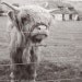 Farm Animal Photography Print, Cow Art Print, Black and White Photography, Cute Animal Art Print, Sepia Art, Animal Wall Art, Animal Photo