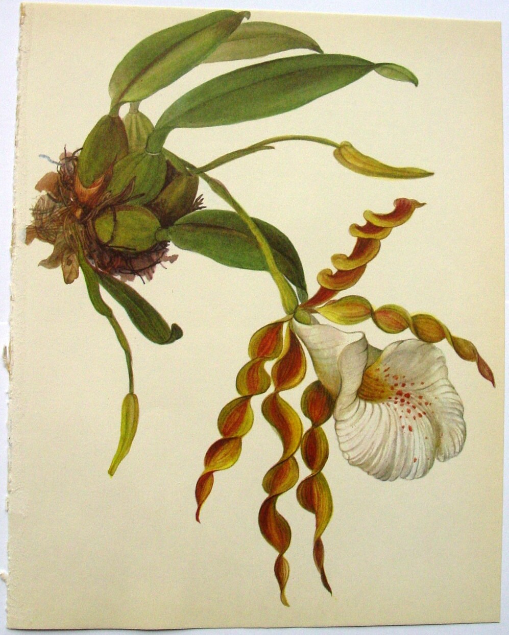 Botanical Orchid Print Vintage Orchid By Goodlookinvintage On Etsy