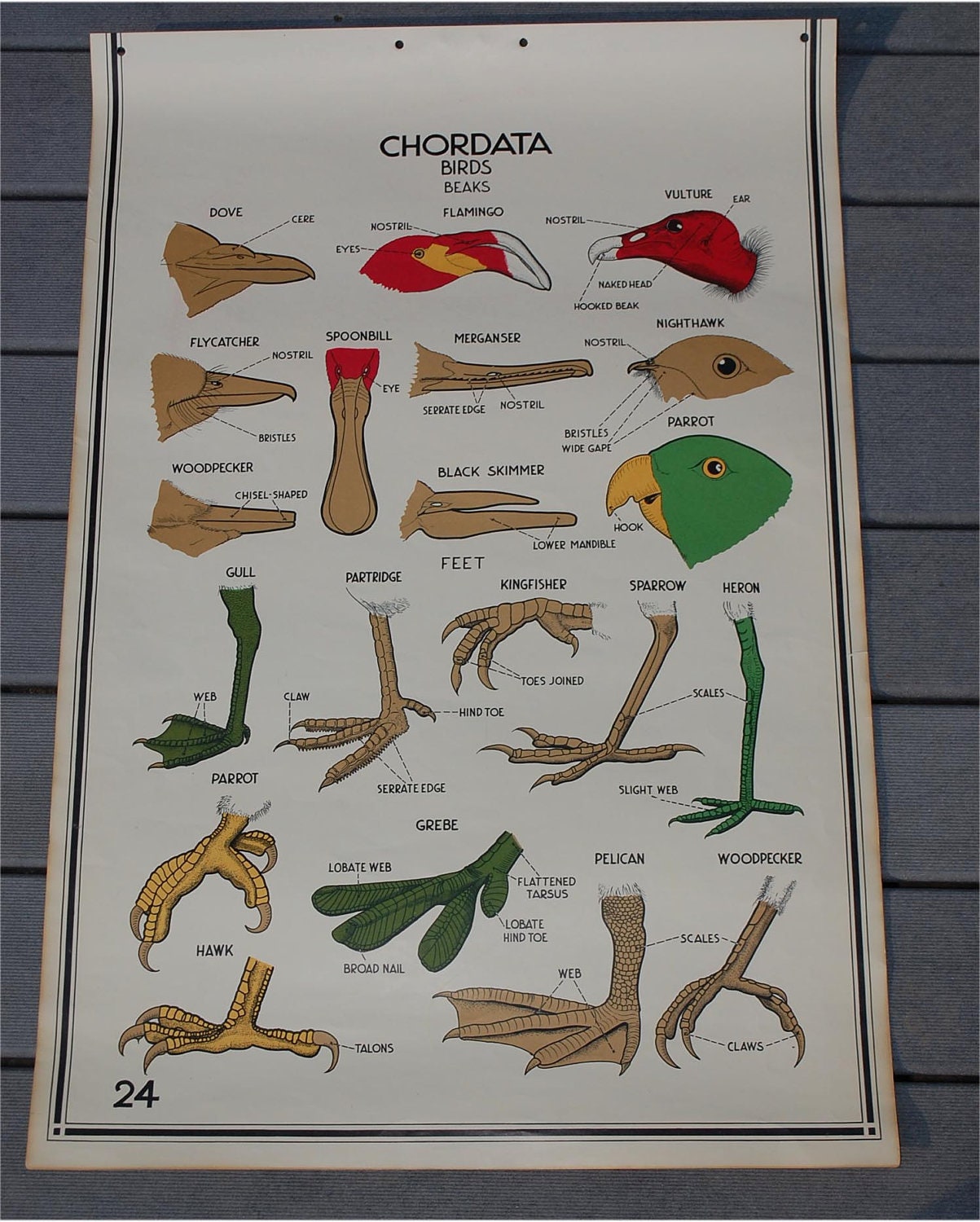 page 24 Chordata Birds beaks and feet Illustrated by secondseed