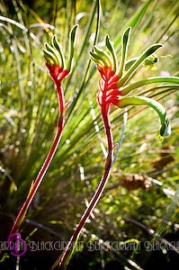 Matted photo print red kangaroo paw green flower nature fine art spring Australian home decor PRINTED TO ORDER