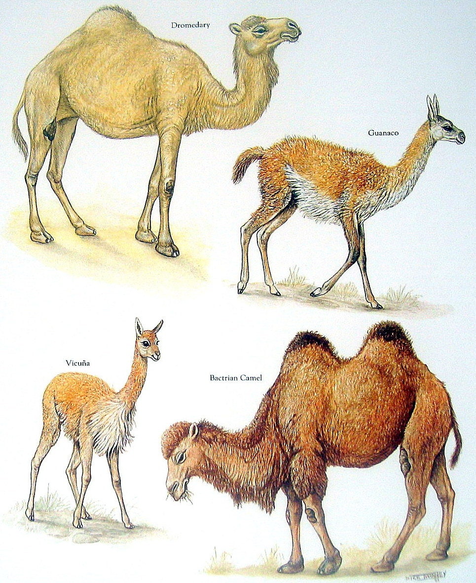 Dromedary Vs Camel : Bactrian Camel | Franklin Park Zoo - Which camel