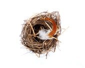 Fine Art Photography Bird Nest Feather Nature Beige Brown Natural
