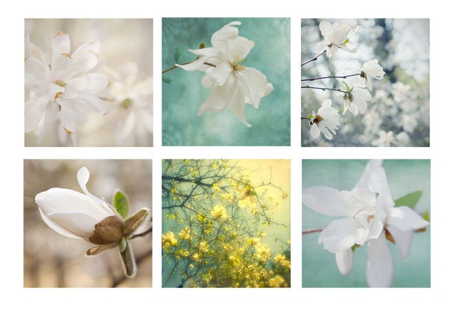 6 Magnolia Photographs, Floral Art Prints, Flower Wall Decor, Flower Photography
