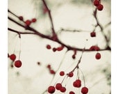 Nature Photography, Dark Berries, 8x8 Print, Bare Branches, Winter Photograph, Red Berries, Fine Art Photo