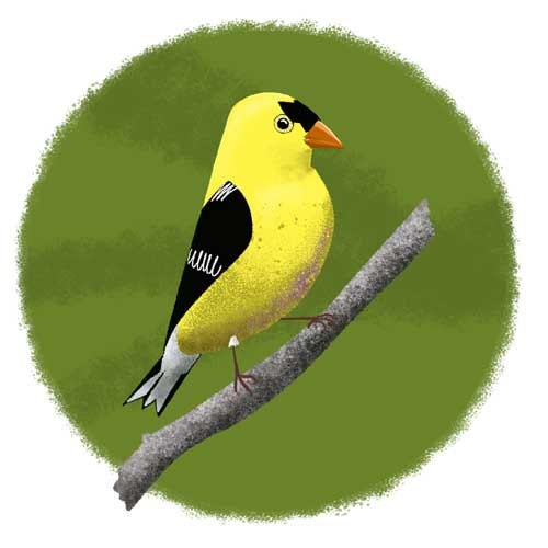 Items similar to Yellow Finch Bird Art Print on Etsy