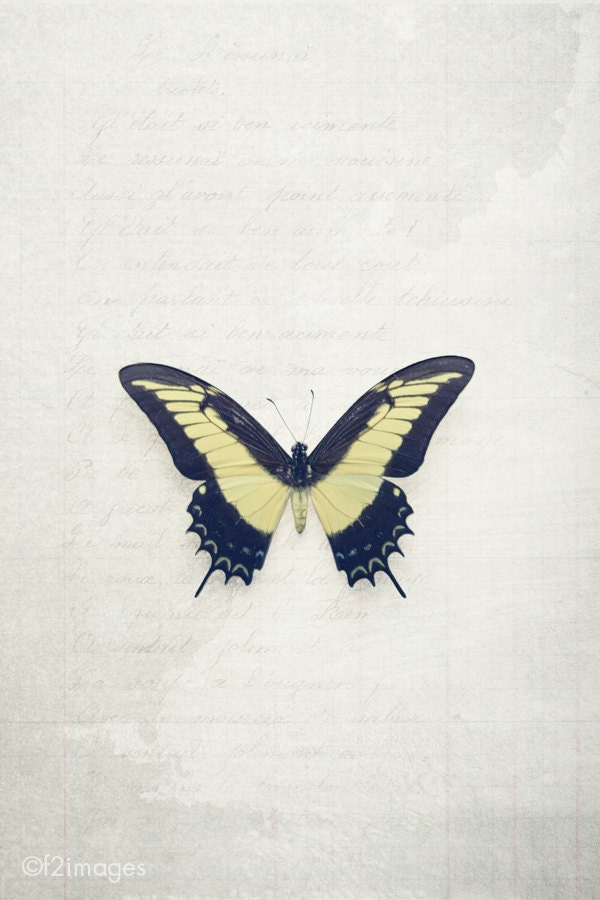 8x12 Swallowtail