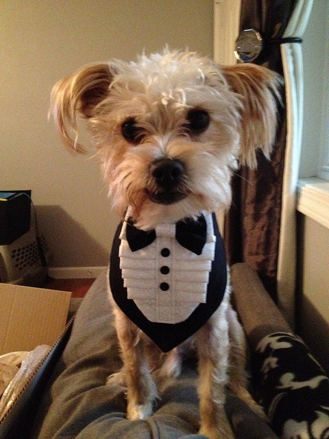 TUXEDO BANDANA - Wedding groom - Shirt Front style -  Made to order- All sizes - 9.99 - 13.99