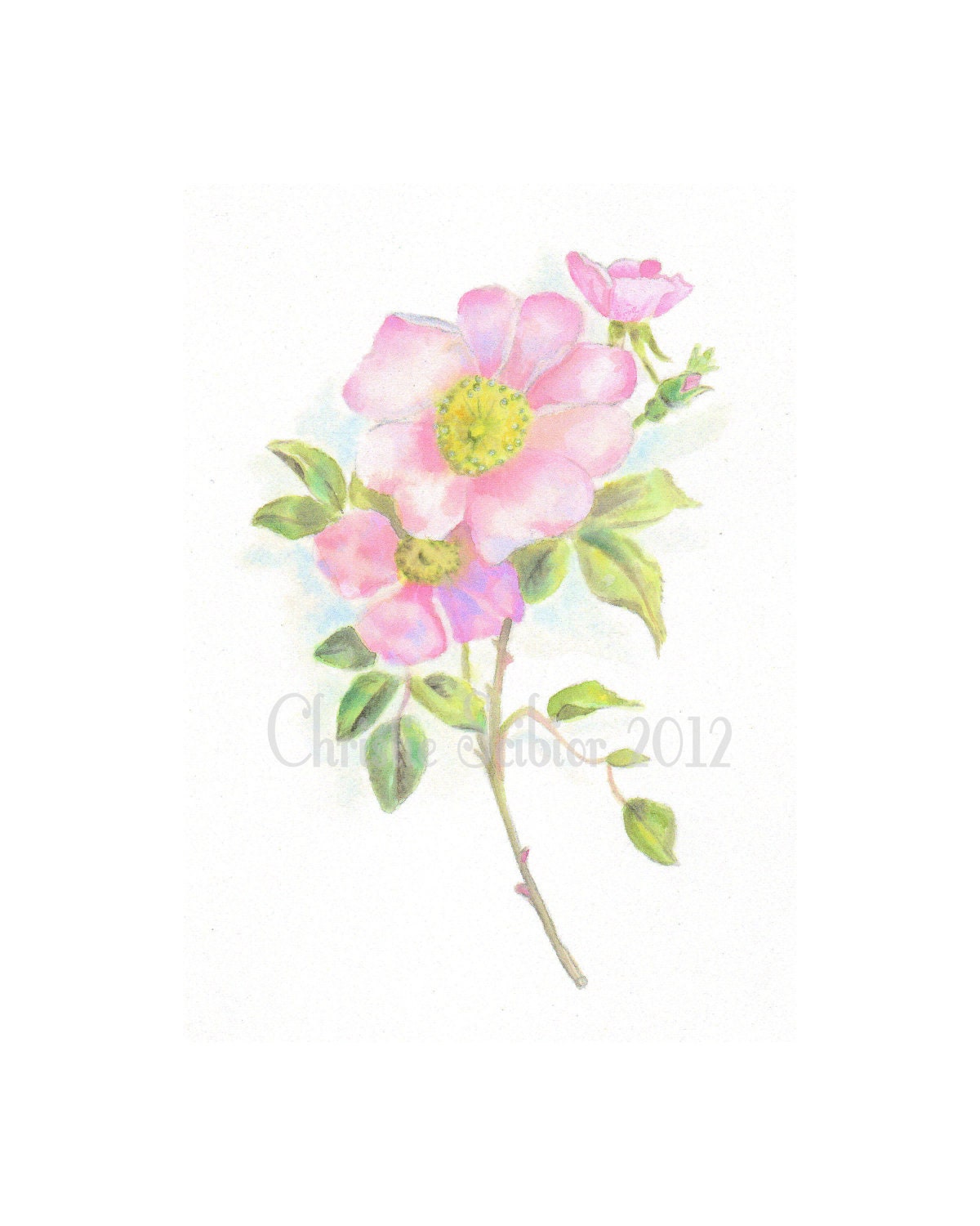 Art PRINT of Watercolor painting Vintage Pink Rose Still Life, Cottage, Shabby romantic Chic, 8x10 Archival