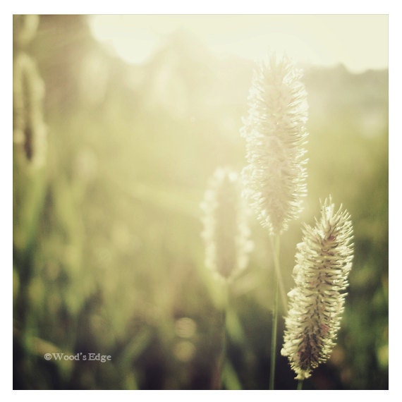 Golden Hour 8x8