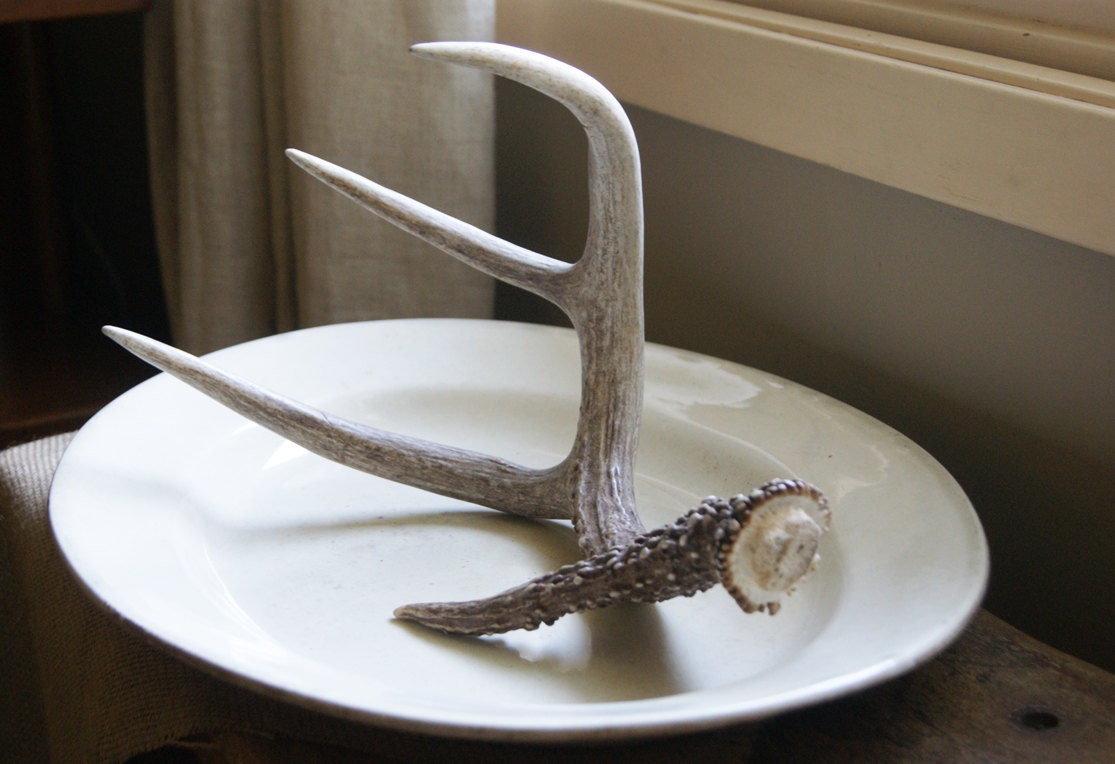 Natural Deer Antler