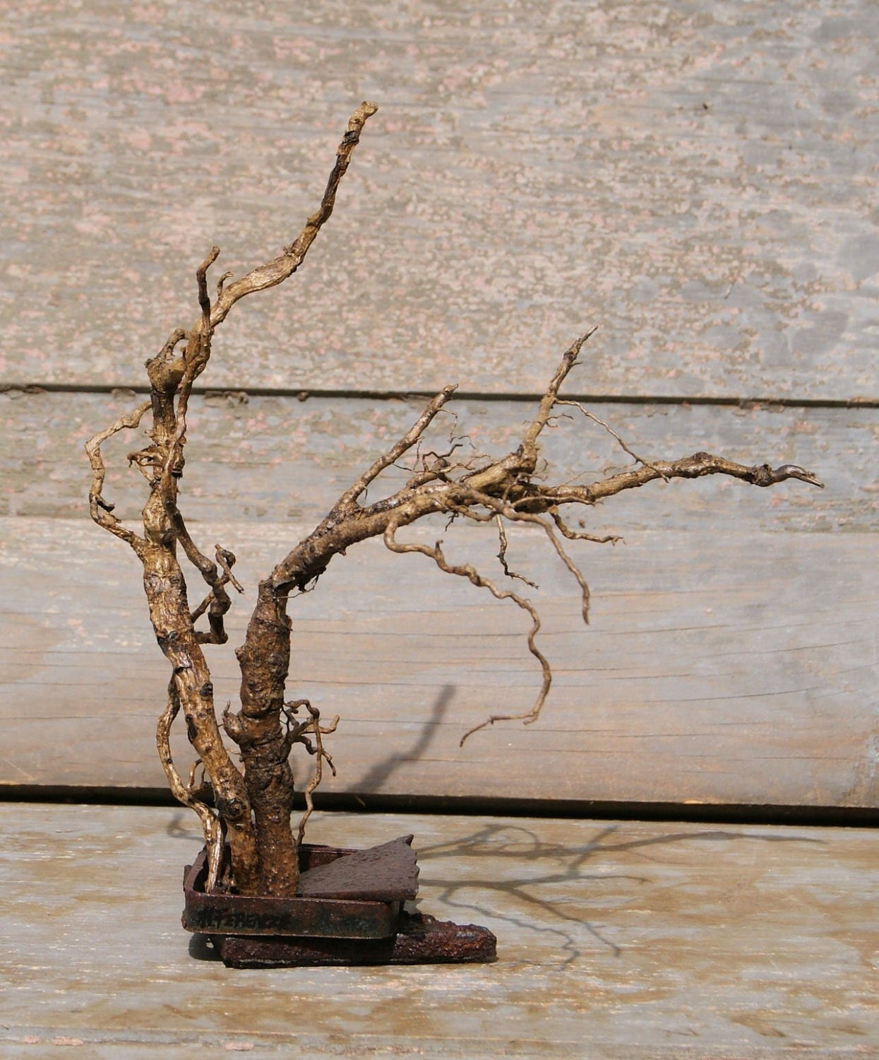 Root and Rusted Steel Sculpture Natural Home Decor Tree Decor