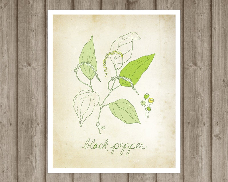 Black Pepper - art print