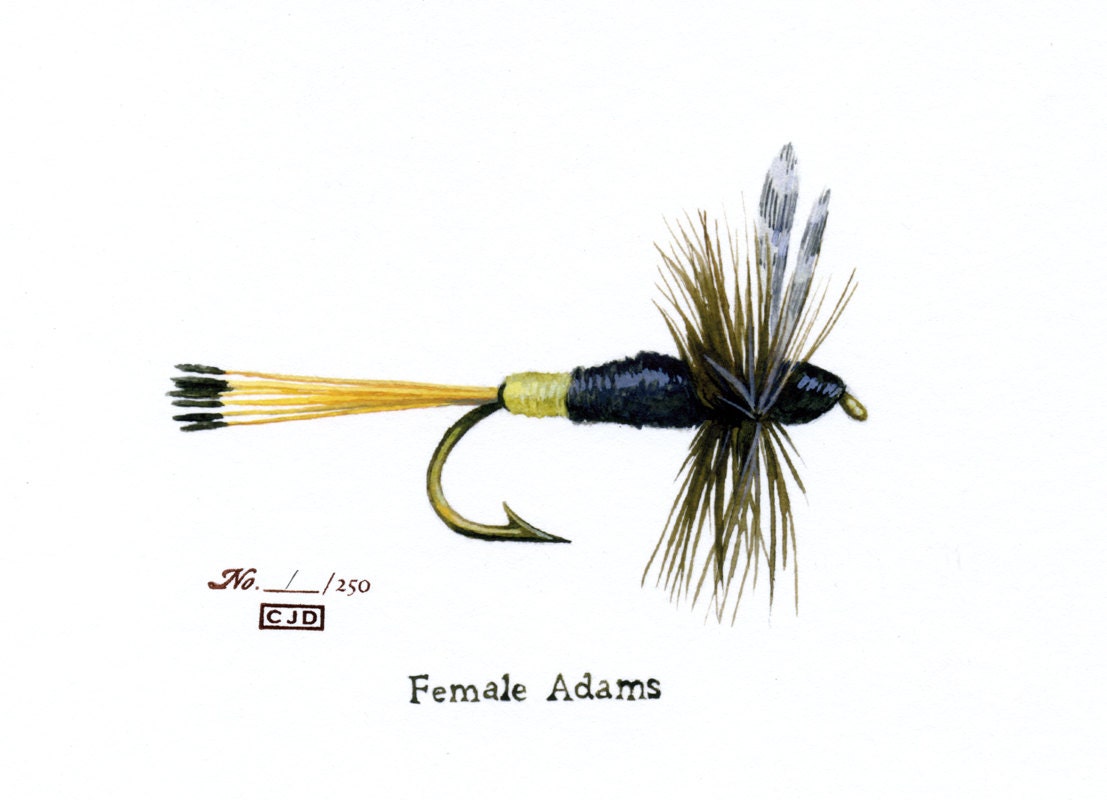 Fishing Fly - Female Adams - 5 x 7 watercolor print by Cindy Day
