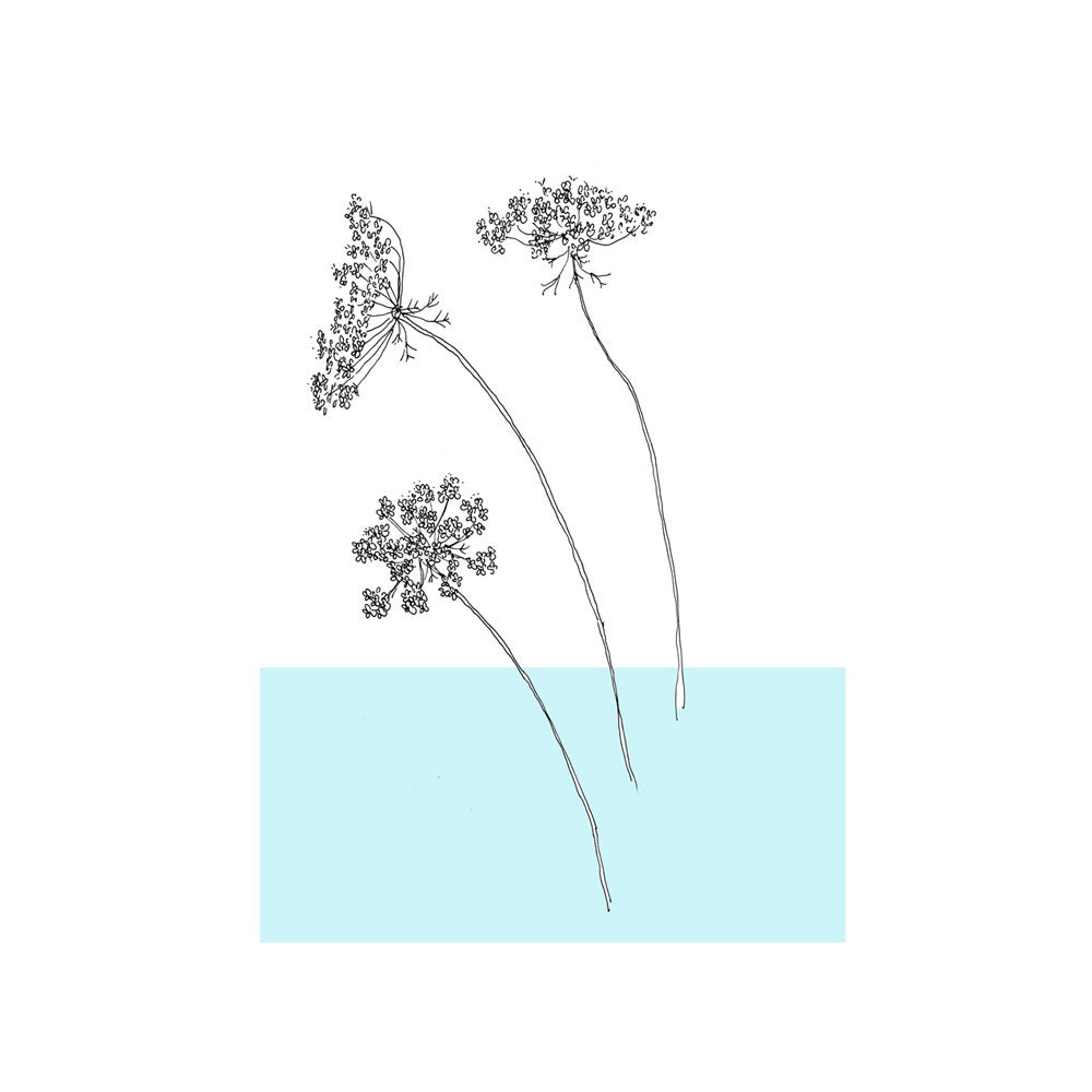 Queen Anne's Lace Card
