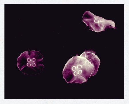 Jellyfish. Purple, Sea, Magical, Calming, Three, Black, Swimming, Kids Room, Home Decor - Purple Gems (8x10) Fine Art Print